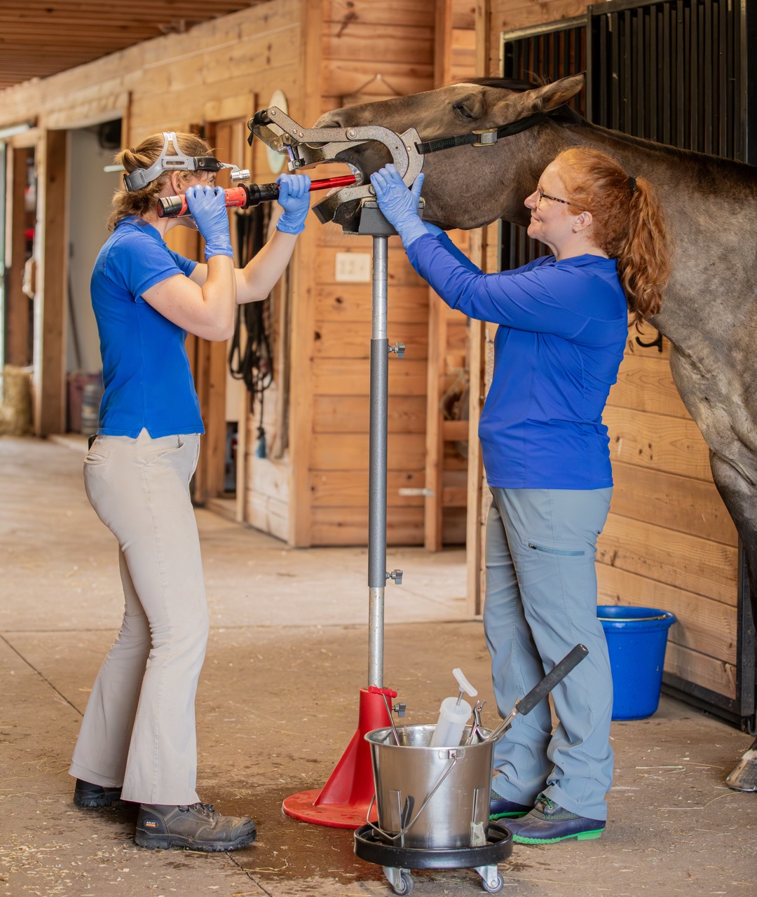 Equine dental procedure